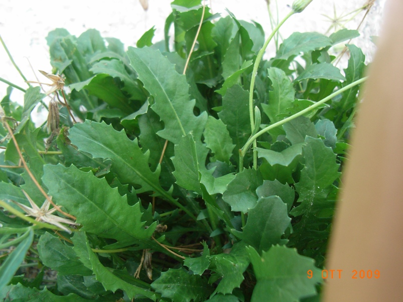 sul marciapiede - Crepis cfr bursifolia?